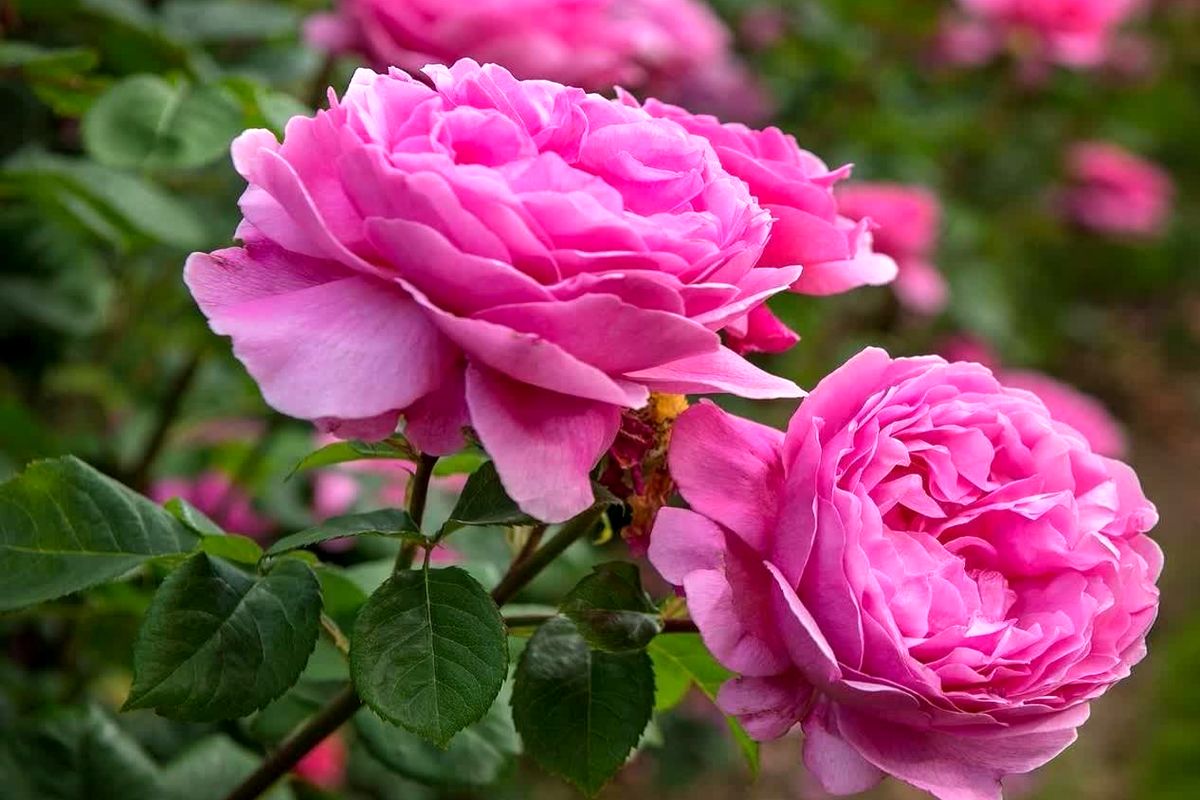 گل محمدی 