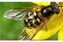 رهاسازی زنبور تریکوگراما در 50 هکتار از خزانه و زمین اصلی برنج