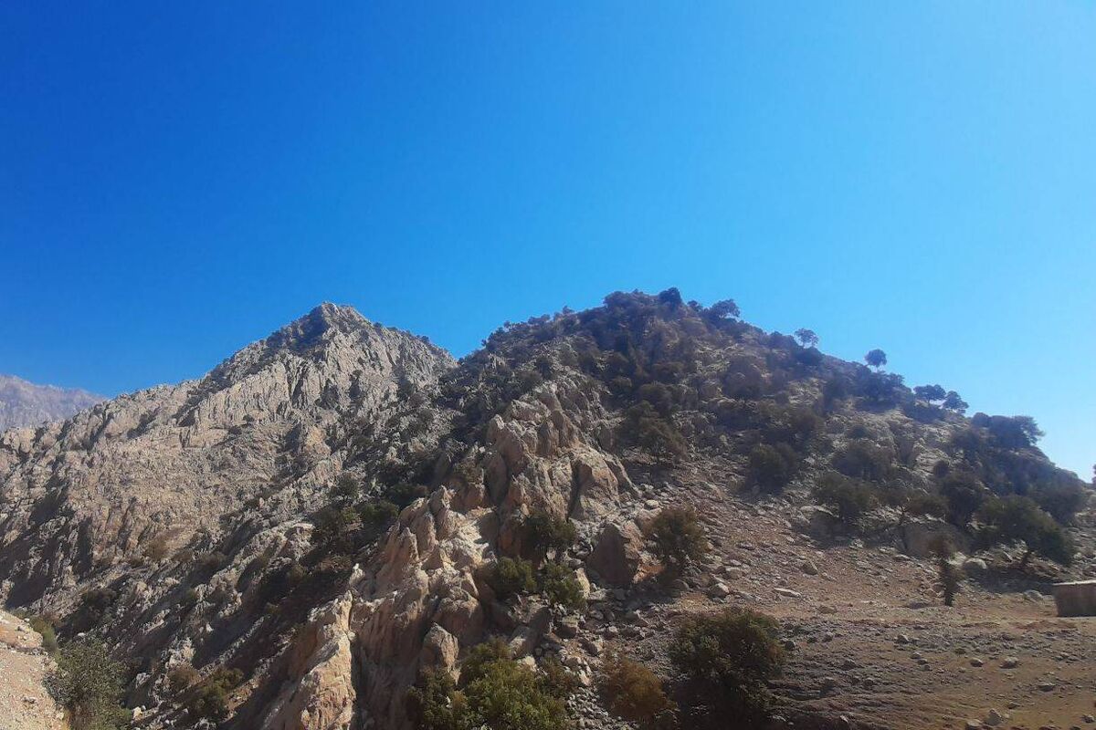 احشام