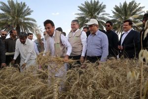 سطح زیر کشت گندم قراردادی در کشور به یک میلیون و ۴۵۰ هزار هکتار رسید