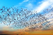 موردی از آنفلوآنزای پرندگان در هرمزگان مشاهده نشده است