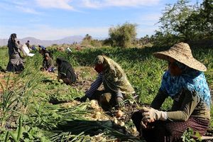 لزوم  ایجاد صنایع تبدیلی در قطب های کشاورزی هرمزگان 