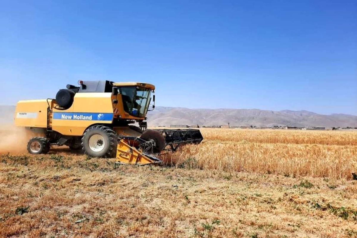 برداشت گندم 