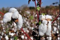 برداشت پنبه از مزارع کاشان آغاز شد