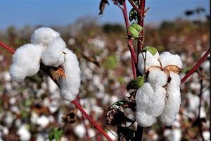 برداشت پنبه از مزارع کاشان آغاز شد