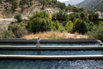 افزایش کارایی مکمل غذایی آبزیان با نانوذرات