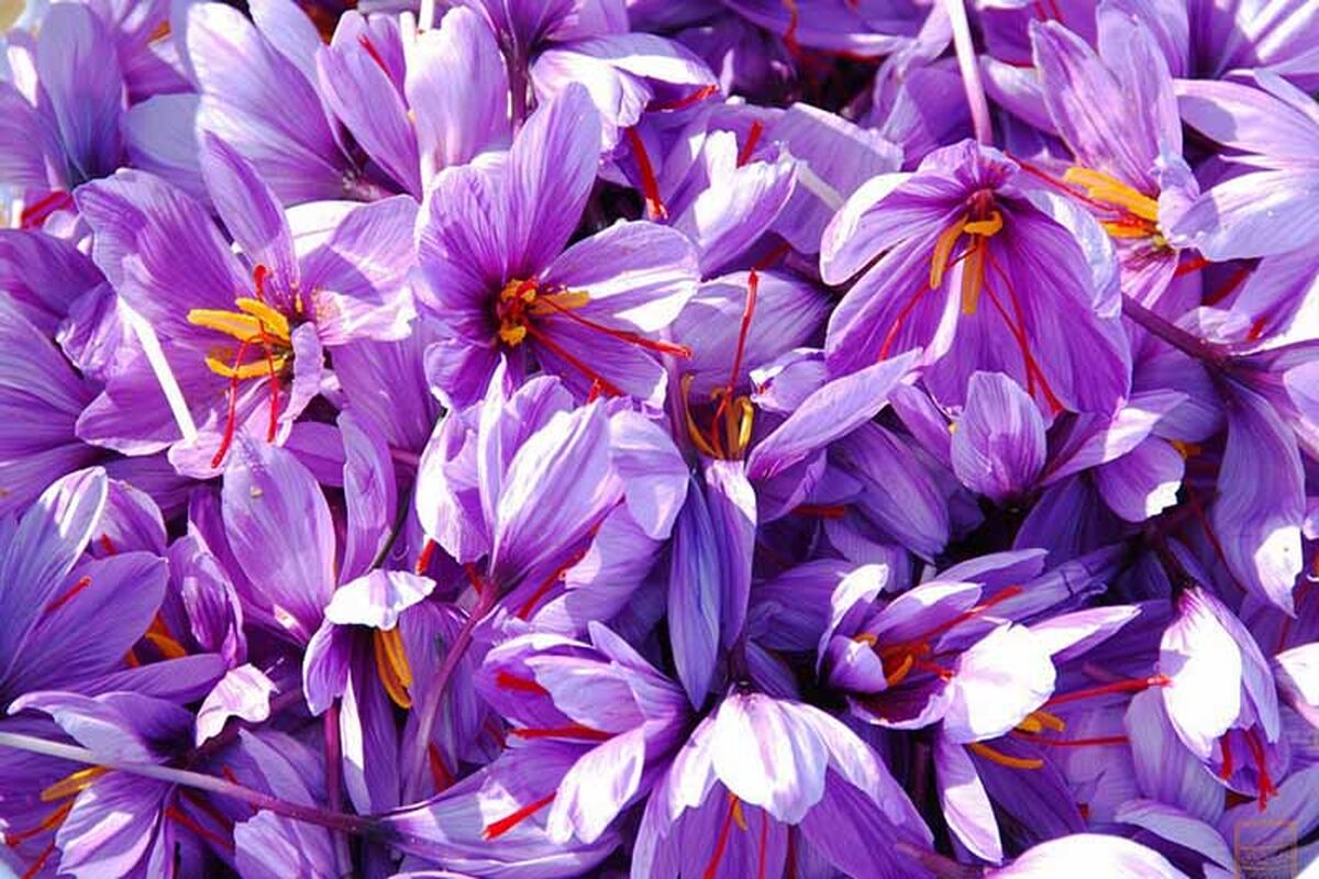 زعفران