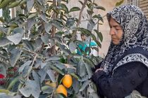 تولید میوه‌های استوایی در رادکان خراسان رضوی