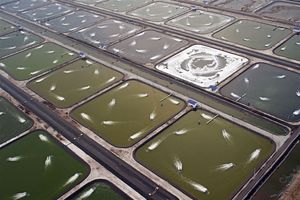 واگذاری 644 هکتار جهت اجرای طرح پرورش میگو