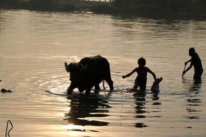 گاو آمریکایی از شیلی و ترکیه جایزه برد