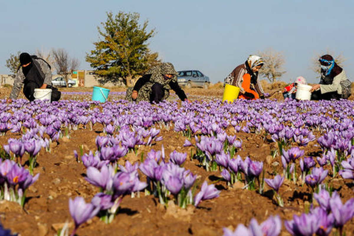  زعفران در استان کرمانشاه