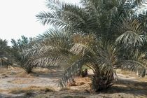 بیابان های سیریک هرمزگان جنگل شدند