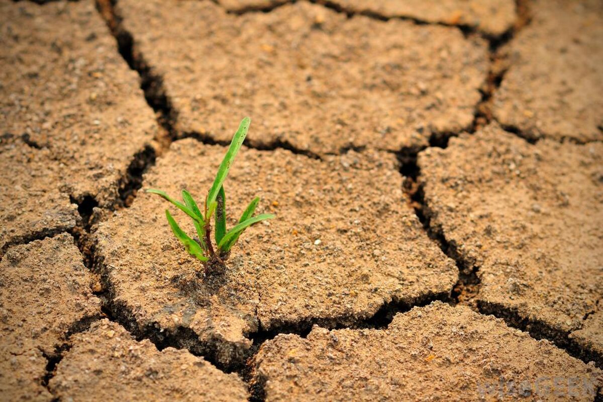 عملیات بیابان‌زدایی