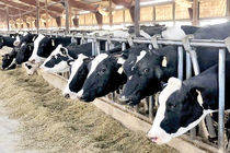 صنعت دام از بخش‌های اصلی اقتصادی و اشتغال‌زایی در استان ایلام است