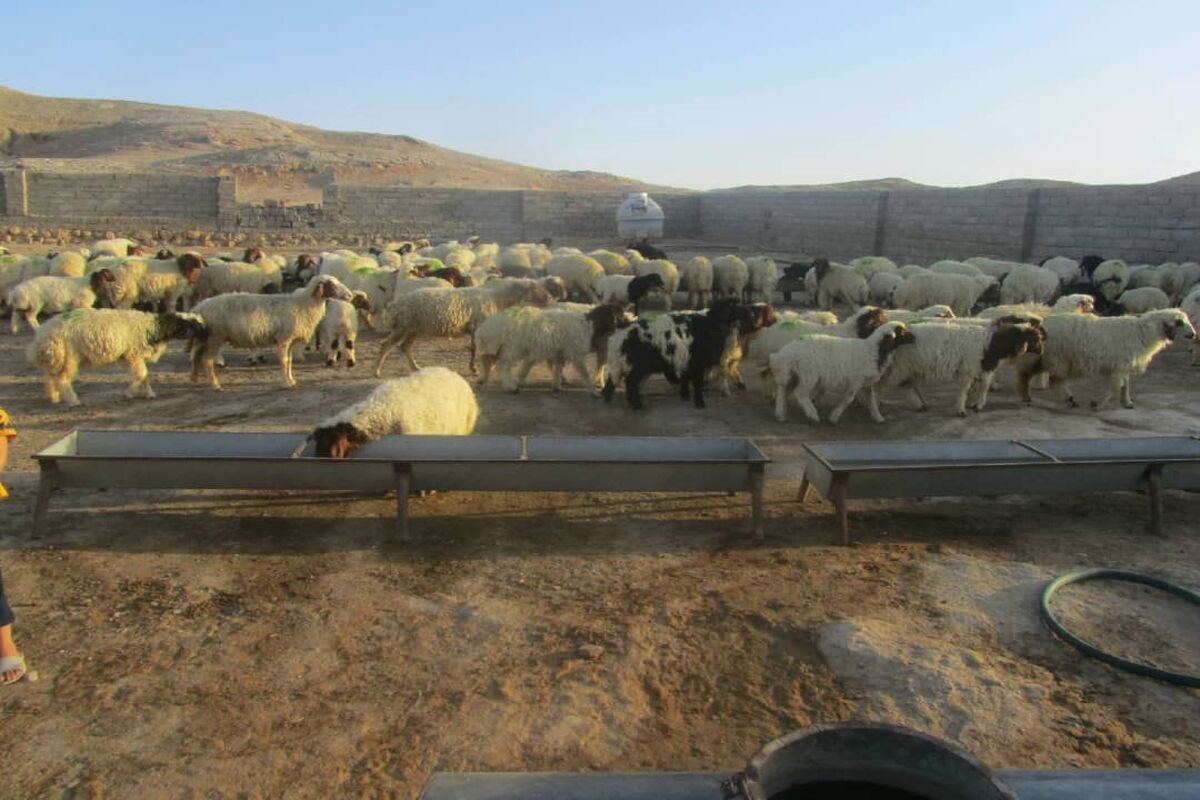 کشف دام