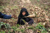 پرداخت‌های محصول چغندرکاران کرمانشاه تسریع پیدا کند