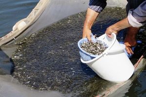 تکثیر طبیعی حدود 30 میلیون قطعه بچه ماهی سفید دریای خزر