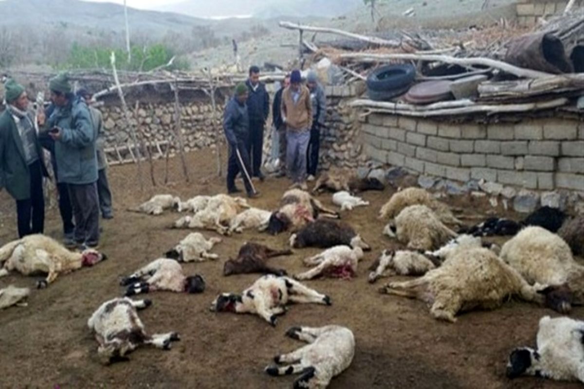 تلف شدن 22 رأس دام در کرمانشاه با حمله گرگ‌ها