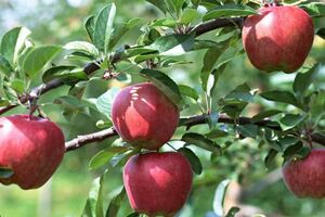 آذربایجان‌شرقی آماده برداشت ۷۰۰ هزار تن سیب است