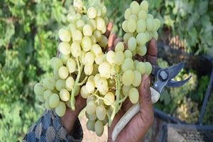 خوردن این میوه چشم را تقویت می کند