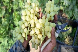 خوردن این میوه چشم را تقویت می کند