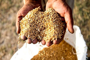 بیش از هزارو ۲۰۰ تن بذر غلات، بین کشاورزان نیشابور توزیع شد