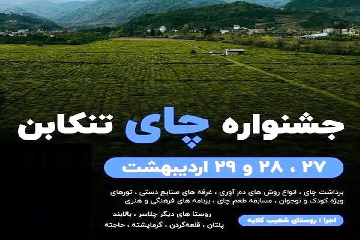 برداشت چای در تنکابن