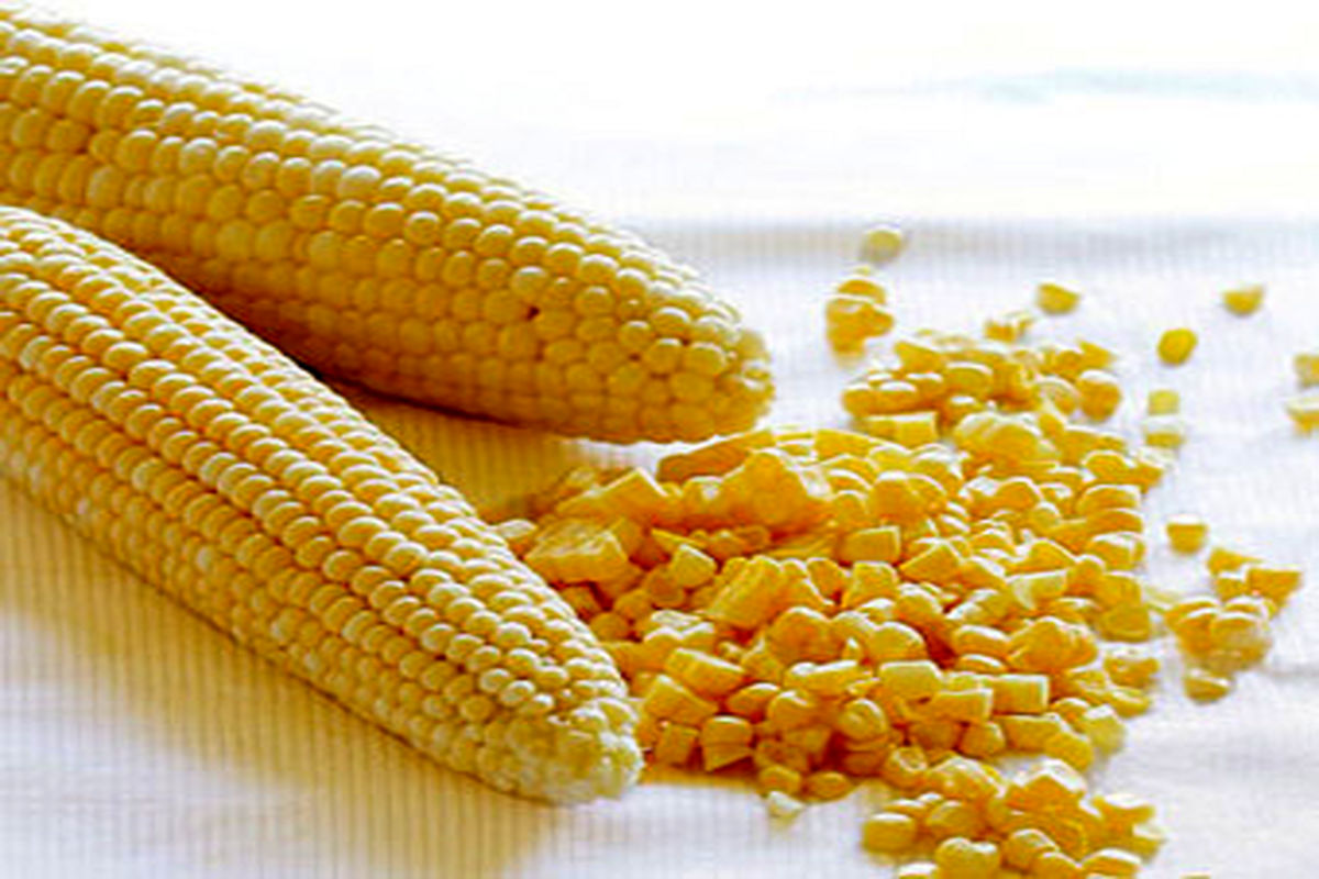 اصفهان- ذرت