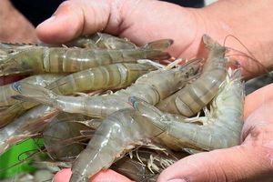 آغاز برداشت میگو کراپ اول از سطح مزارع پرورش میگوی هرمزگان