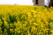 افزایش 80 درصدی تولید کُلزا در استان اصفهان