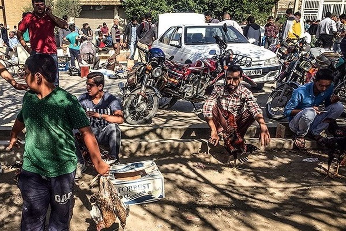 بازار هفتگی فروش حیوانات در گنبدکاووس