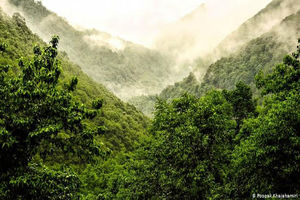 تدوین سند طرح جنگلداری اجتماعی در حوزه زاگرس  