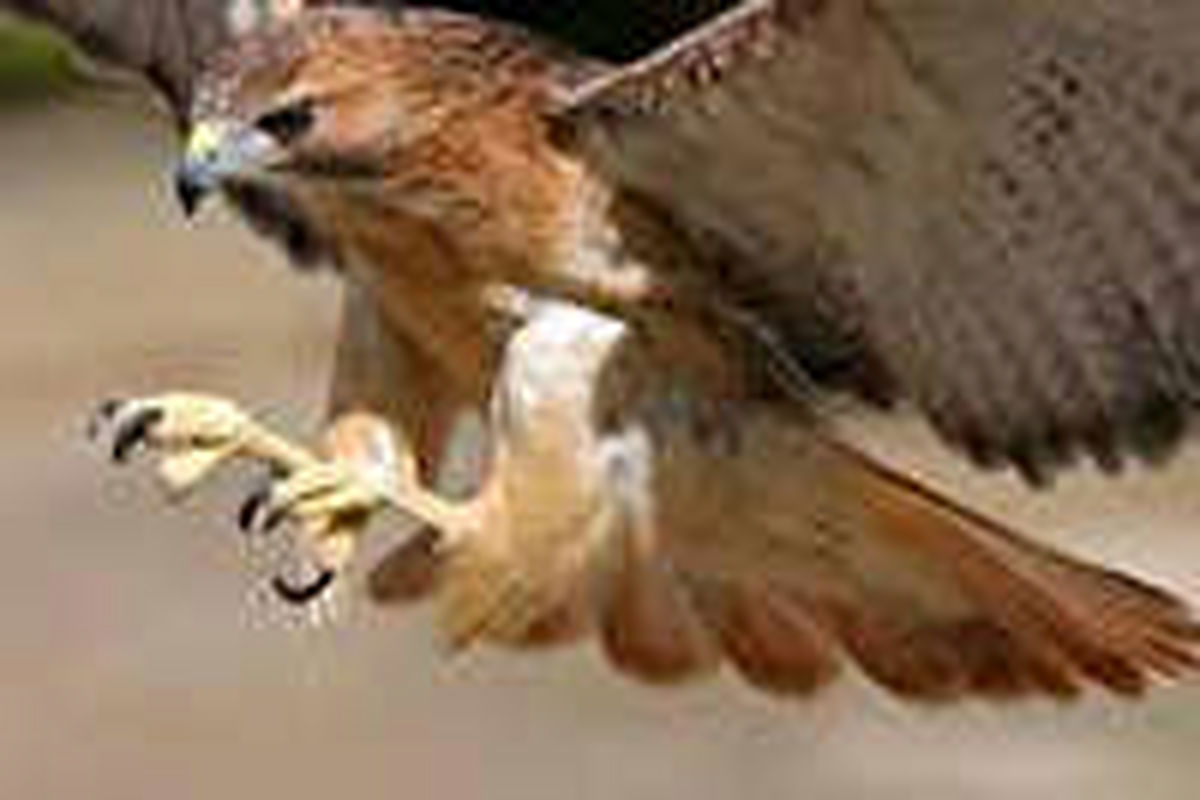 اصفهان- سارگپه