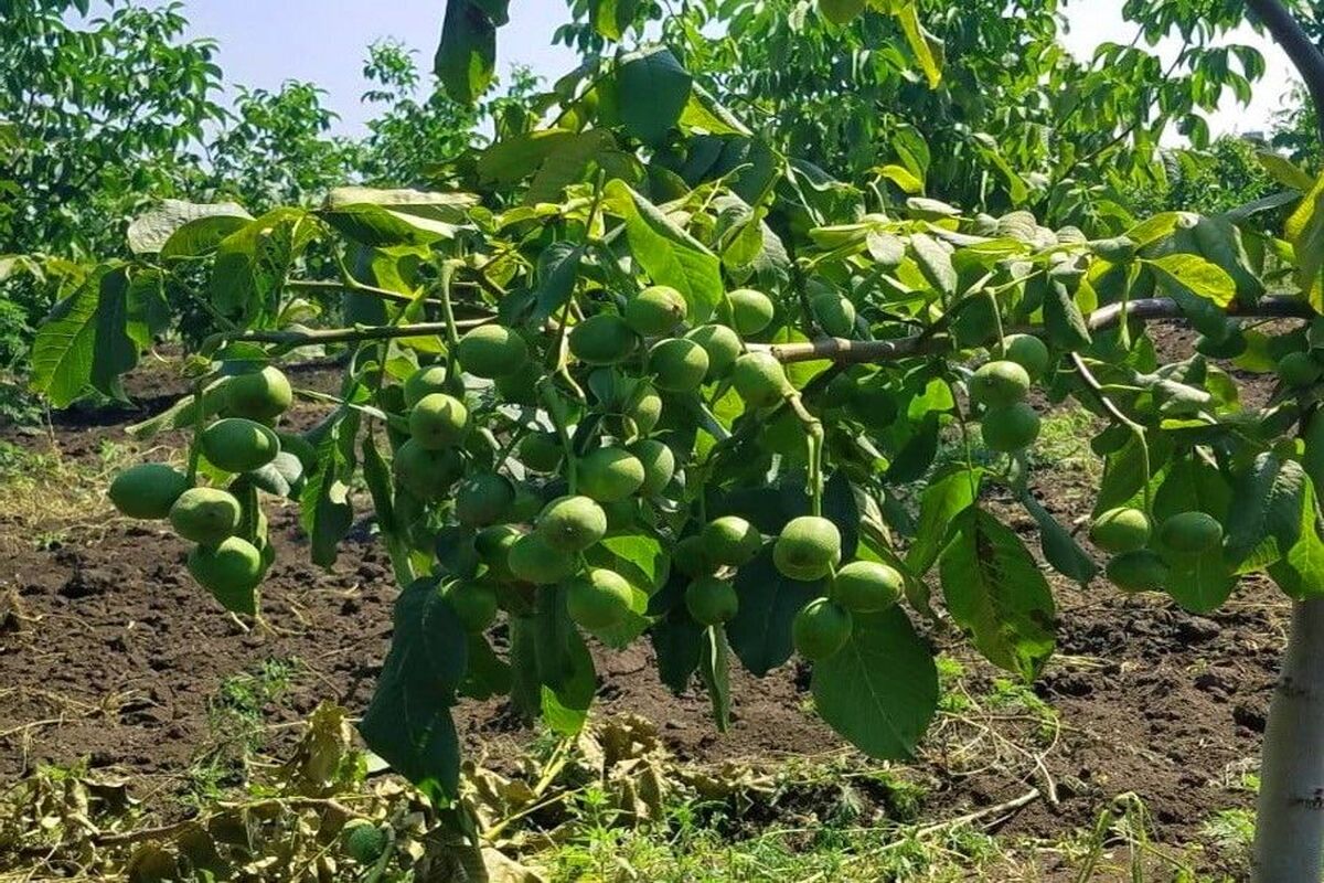 نهال گردو