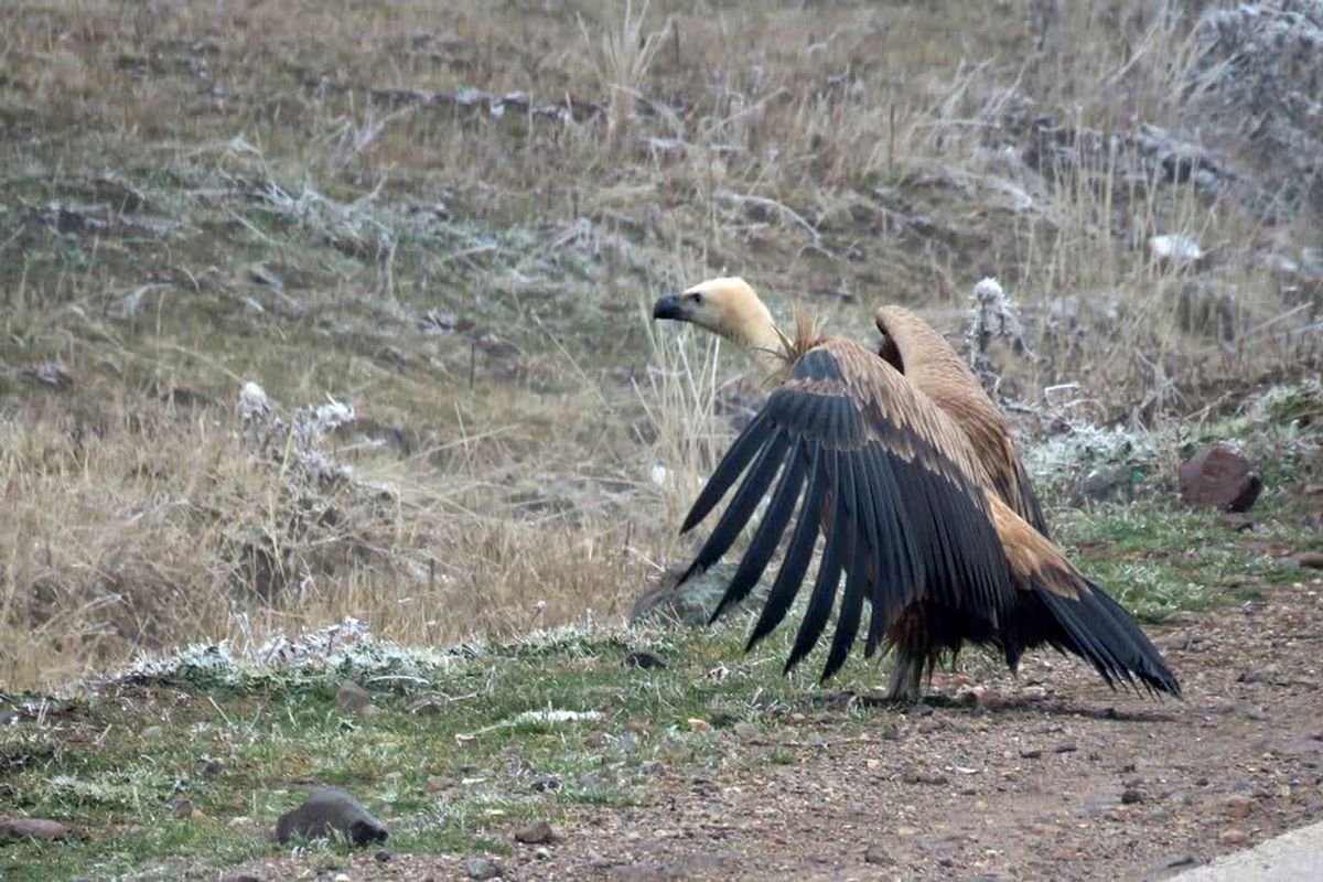 رهاسازی کرکس در طبیعت سبلان پس از تیمار
