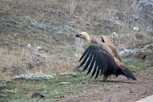  یک بهله پرنده کرکس در ارتفاعات سبلان رهاسازی شد