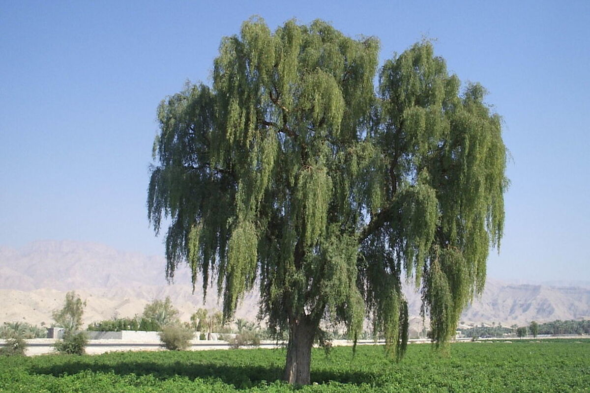 بیابان+زدایی