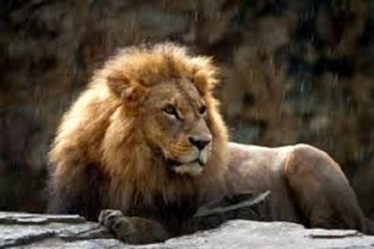 شیر پیشگوی لو