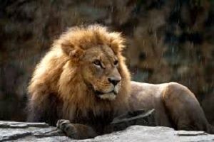 پیش بینی شیر پیشگو از بازی روسیه و کرواسی/ کرواسی پیروز این بازی است