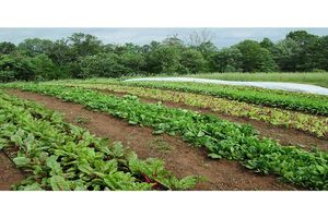 سبزیجات شادگان راهی بازار می شود 