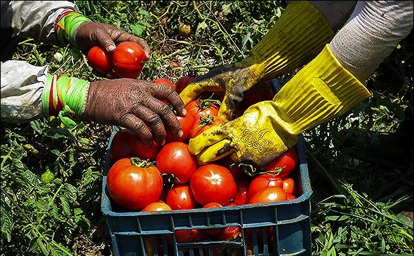 آغاز برداشت گوجه فرنگی از زمینهای کشاورزی بخش سندرک
