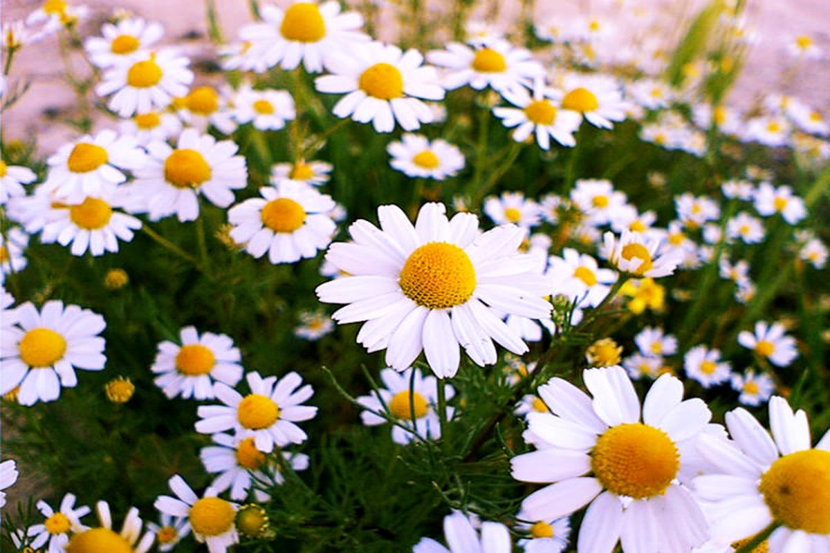 مشخصات گل بابونه