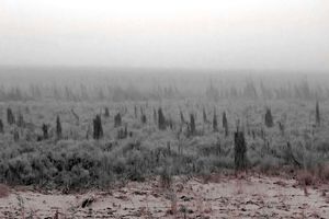 برخی شرکت های نفتی در قبال هورالعظیم مرتکب جرم شده است