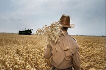 مطالبات گندم کاران کرمانشاه پرداخت شد