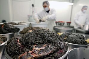 91 تن گوشت ماهیان خاویاری تولید شده است