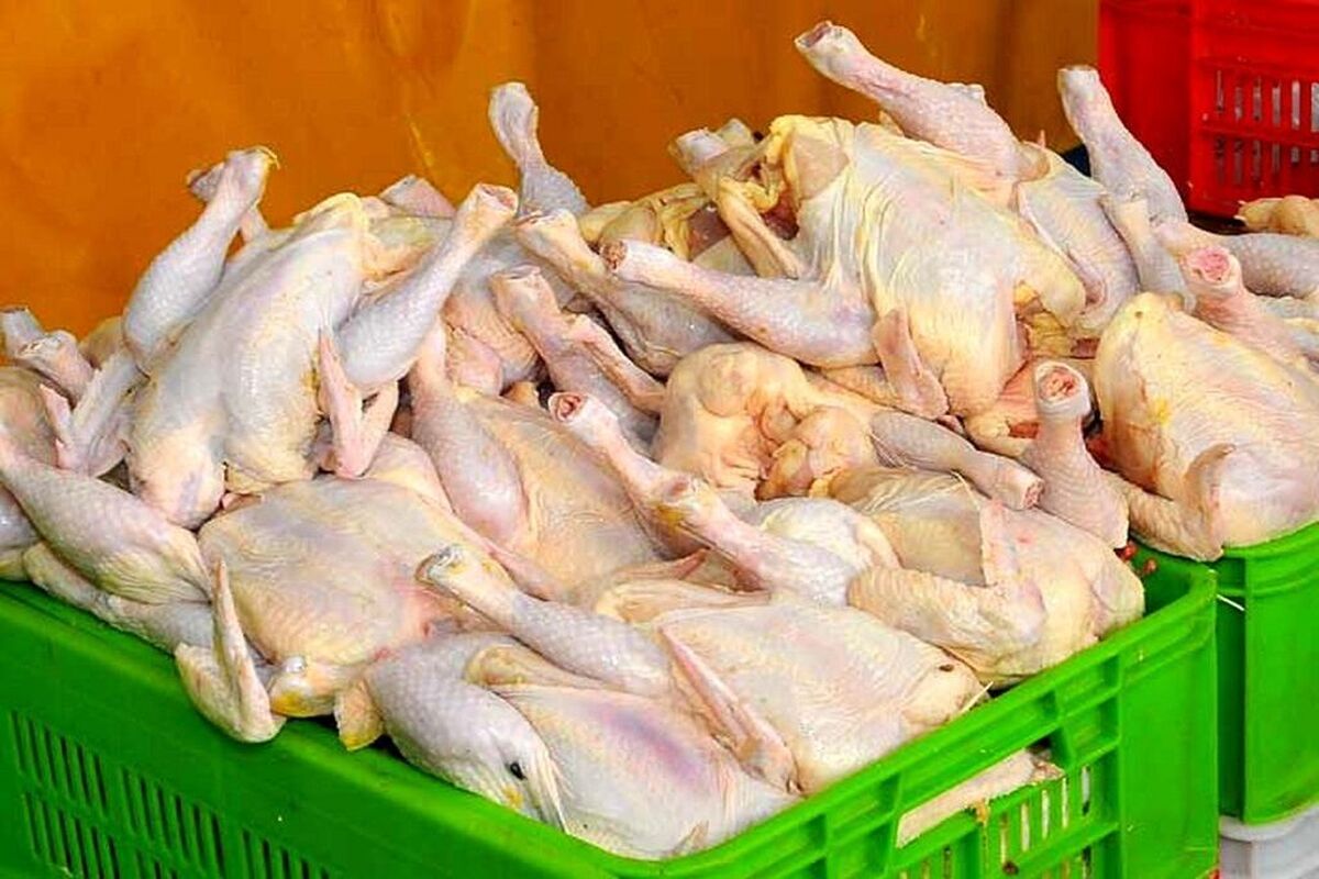 قیمت مرغ 