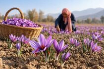 پیش‌بینی برداشت ۵۰ کیلوگرم زعفران در ایلام
