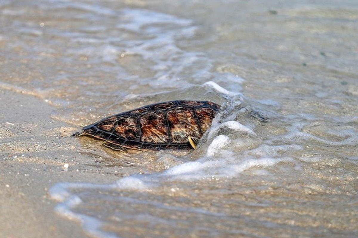 لاک پشت پوزه عقابی 