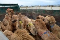 توقیف 2 دستگاه کامیون حامل شتر در میناب