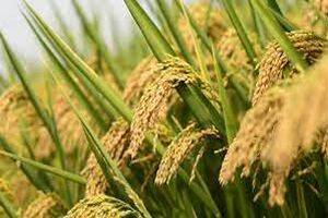  نخستین برداشت ماشینی رقم جدید برنج آنام در گیلان/واردات برنج به گیلان ممنوع شد